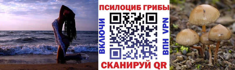 Галлюциногенные грибы Psilocybine cubensis  Ишим 